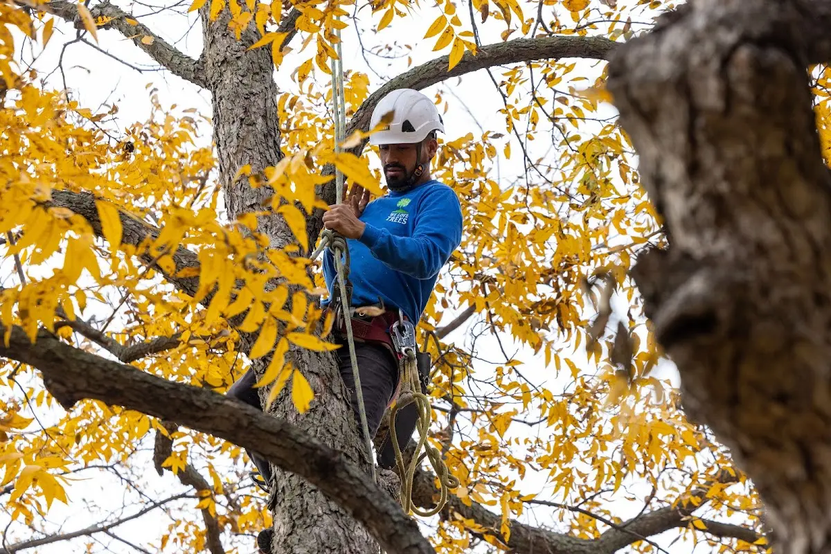 Skilled Tree Pruning crew working in Florham Park